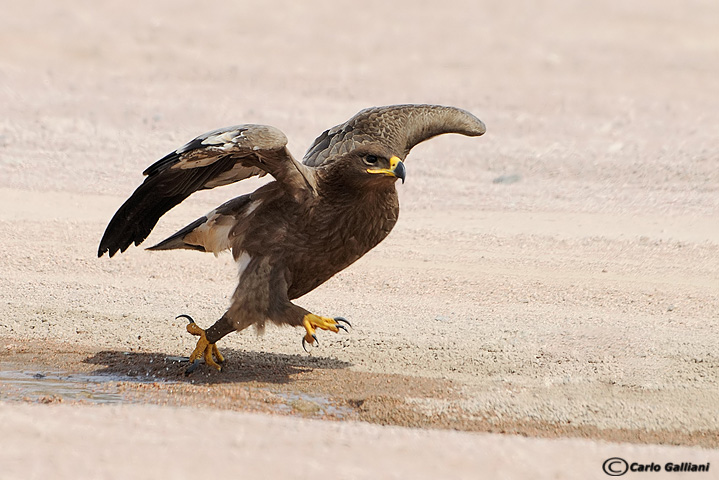Aquila delle steppe